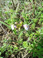 Mazus stachydifolius