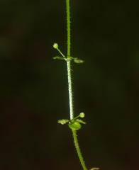 Galium propinquum