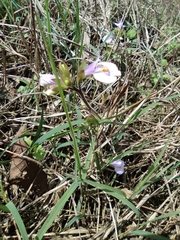 Mazus stachydifolius