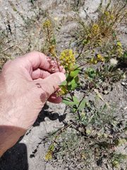 Lepidium perfoliatum