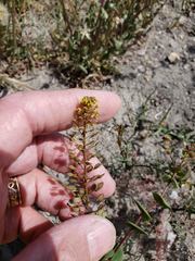 Lepidium perfoliatum