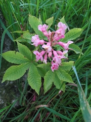 Aesculus × carnea