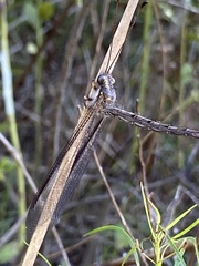 Ascaloptynx appendiculata