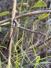 Ascaloptynx appendiculata