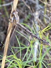 Ascaloptynx appendiculata
