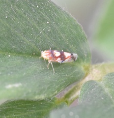 Erythroneura elegans