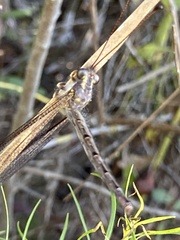Ascaloptynx appendiculata