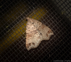 Lithilaria proestans