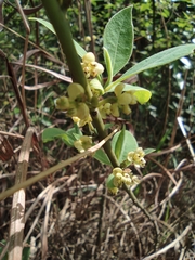 Litsea pungens