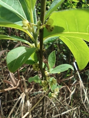 Litsea pungens