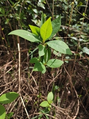 Litsea pungens