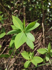 Litsea pungens