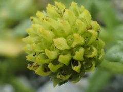 Wedelia prostrata