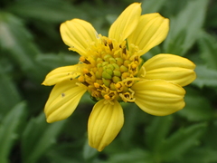 Wedelia prostrata