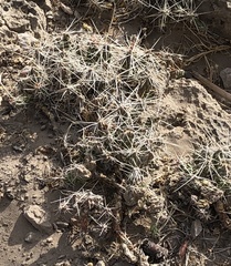 Grusonia