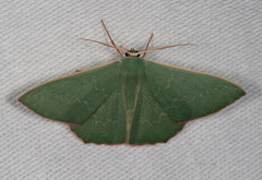 Prasinocyma semicrocea