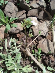 Mazus stachydifolius