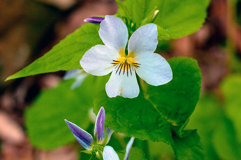 Viola canadensis var. canadensis