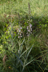 Lysimachia ephemerum