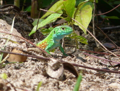 Cnemidophorus lemniscatus