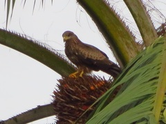 Milvus migrans parasitus