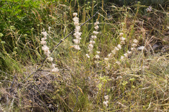 Sideritis hirsuta