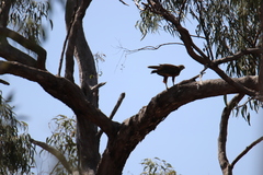 Erythrotriorchis radiatus