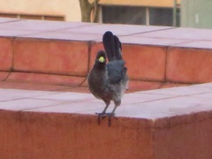 Crinifer zonurus