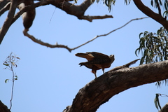 Erythrotriorchis radiatus