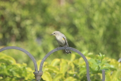 Setophaga coronata auduboni