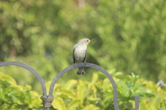 Setophaga coronata auduboni