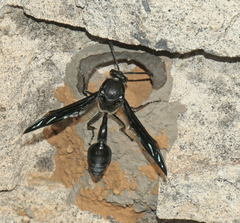 Delta bonellii