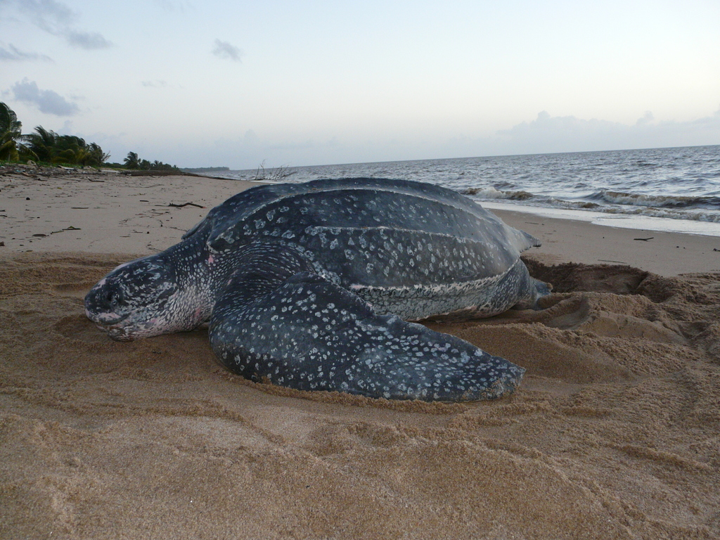 Nesting leatherback turtle on a tropical beach at dusk