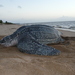 Leatherback Sea Turtle - Photo (c) Julien Renoult, some rights reserved (CC BY), uploaded by Julien Renoult