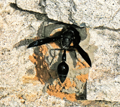 Delta bonellii