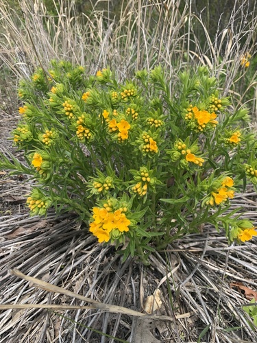 Lithospermum caroliniense