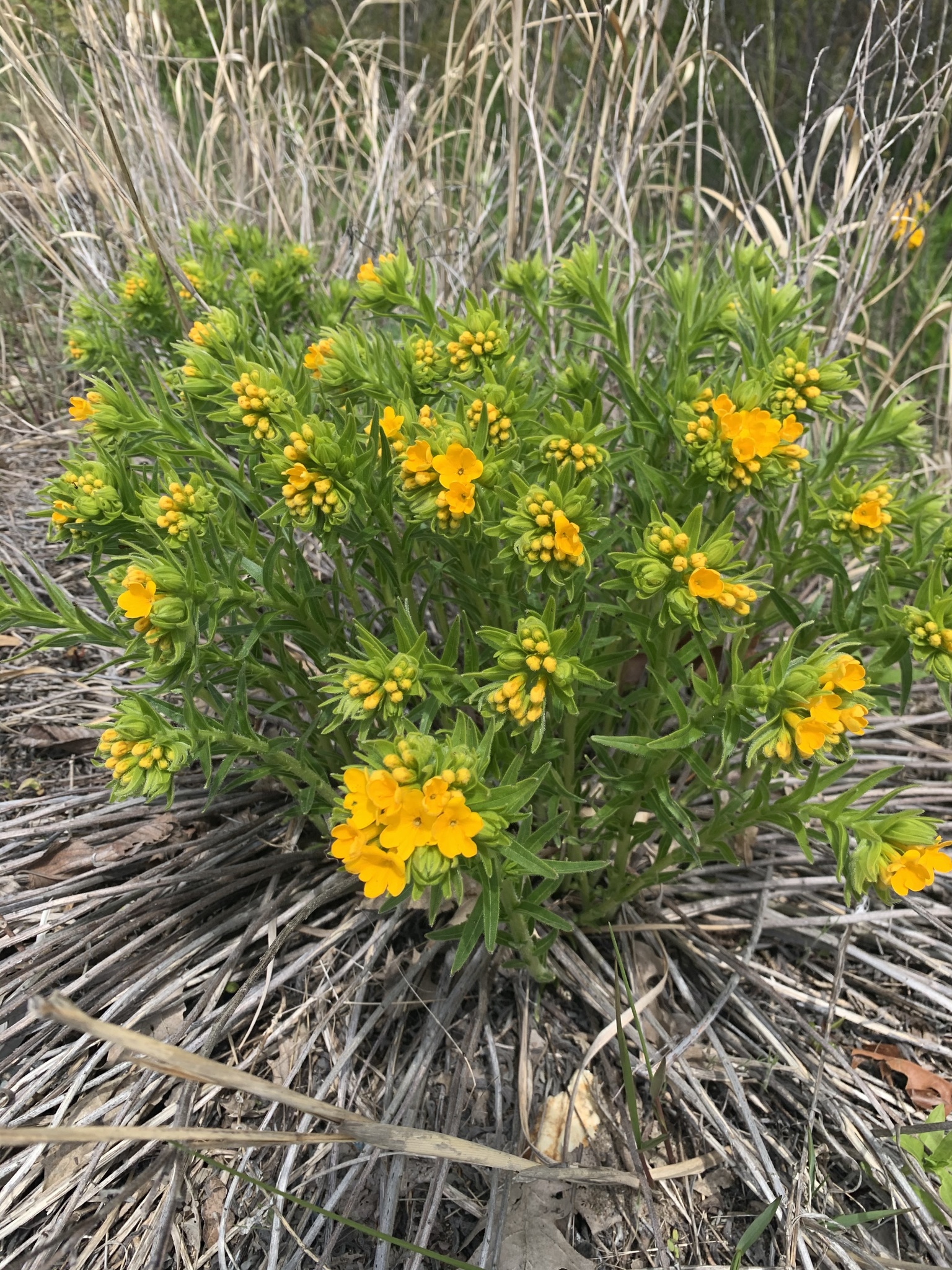Lithospermum caroliniense