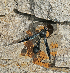 Delta bonellii