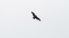Buteo buteo