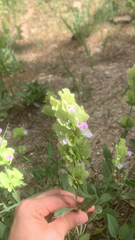 Salvia absconditiflora