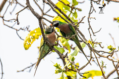 Psittacula alexandri fasciata