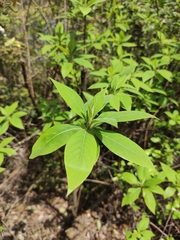 Litsea pungens