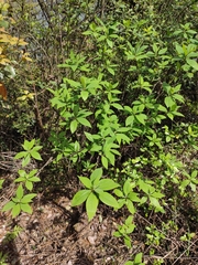 Litsea pungens
