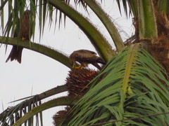 Milvus migrans parasitus