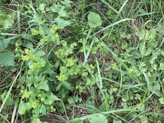 Euphorbia angulata