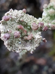 Tremella cladoniae