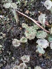 Tremella cladoniae