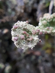 Tremella cladoniae