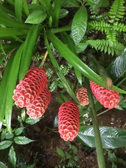 Zingiber spectabile