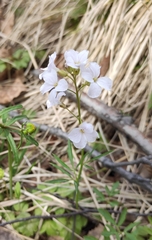 Cardamine trifida